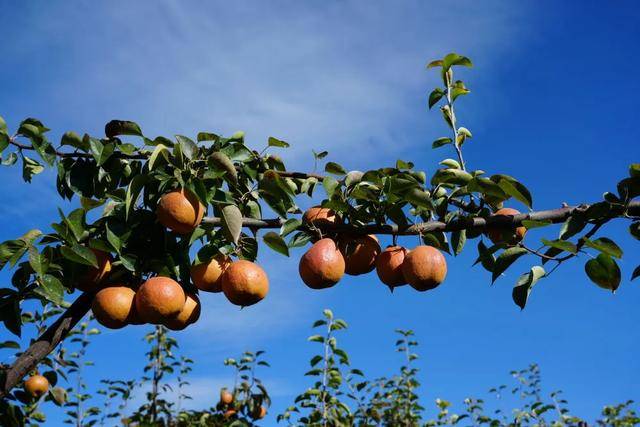 比脸还大!丽江玉龙千亩梨园迎来丰收