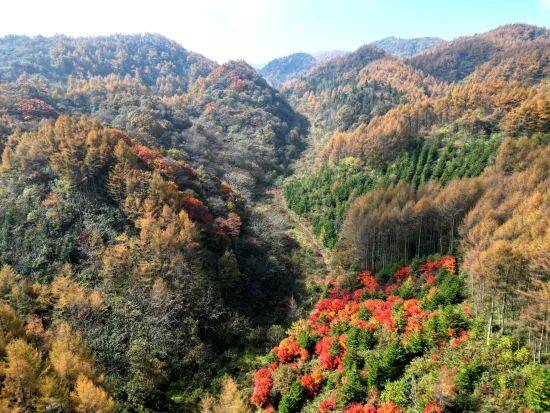 重庆巫山:梨子坪森林公园景美如画